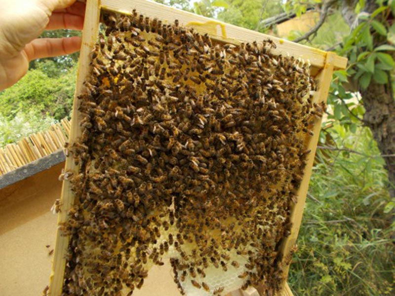 Bienenkulturgarten